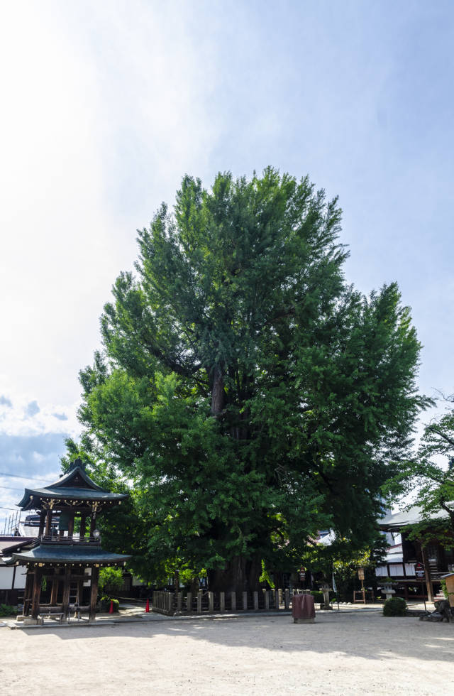 371 - Takayama - templo Hida Kokubunji - gran arbol ginkgo